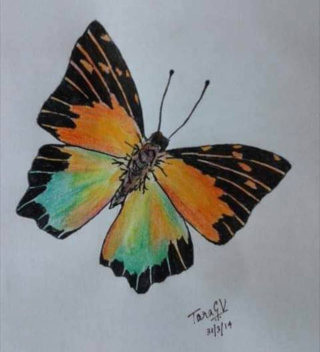 An watercolor sketch of a butterfly
