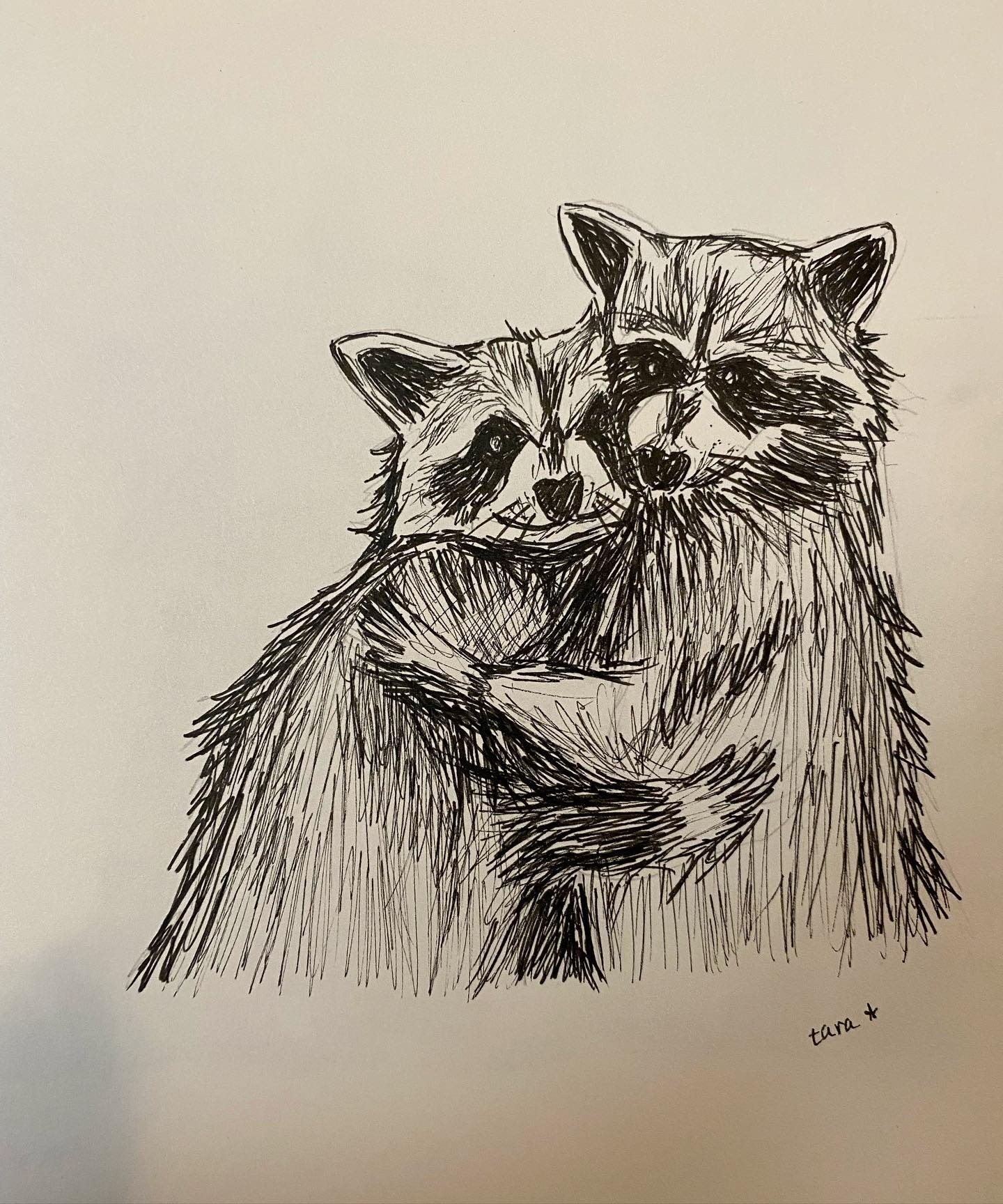 Cuddly raccoons, a winter special