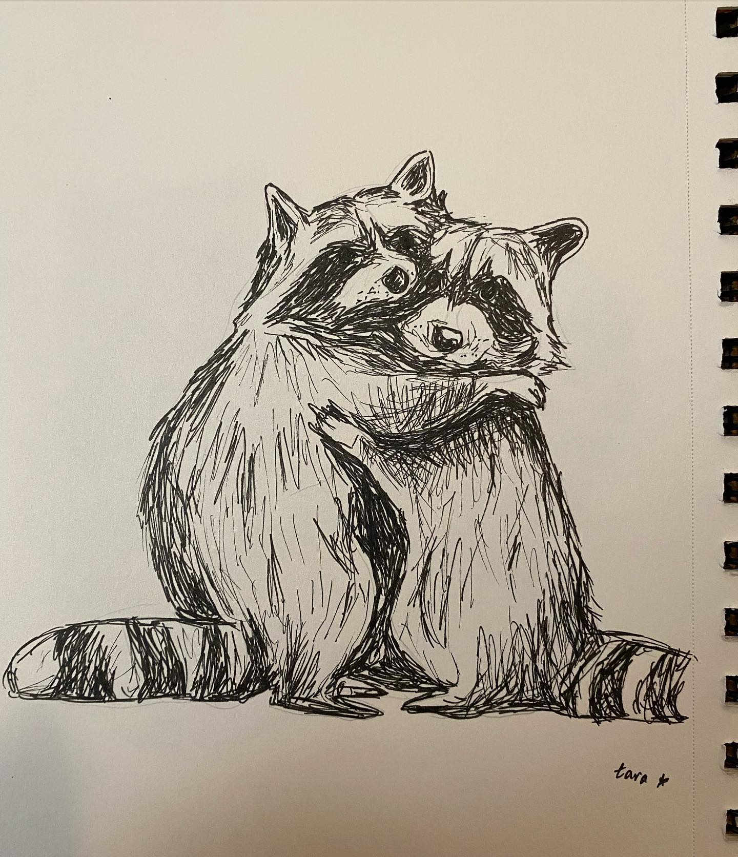 Cuddly raccoons, a winter special