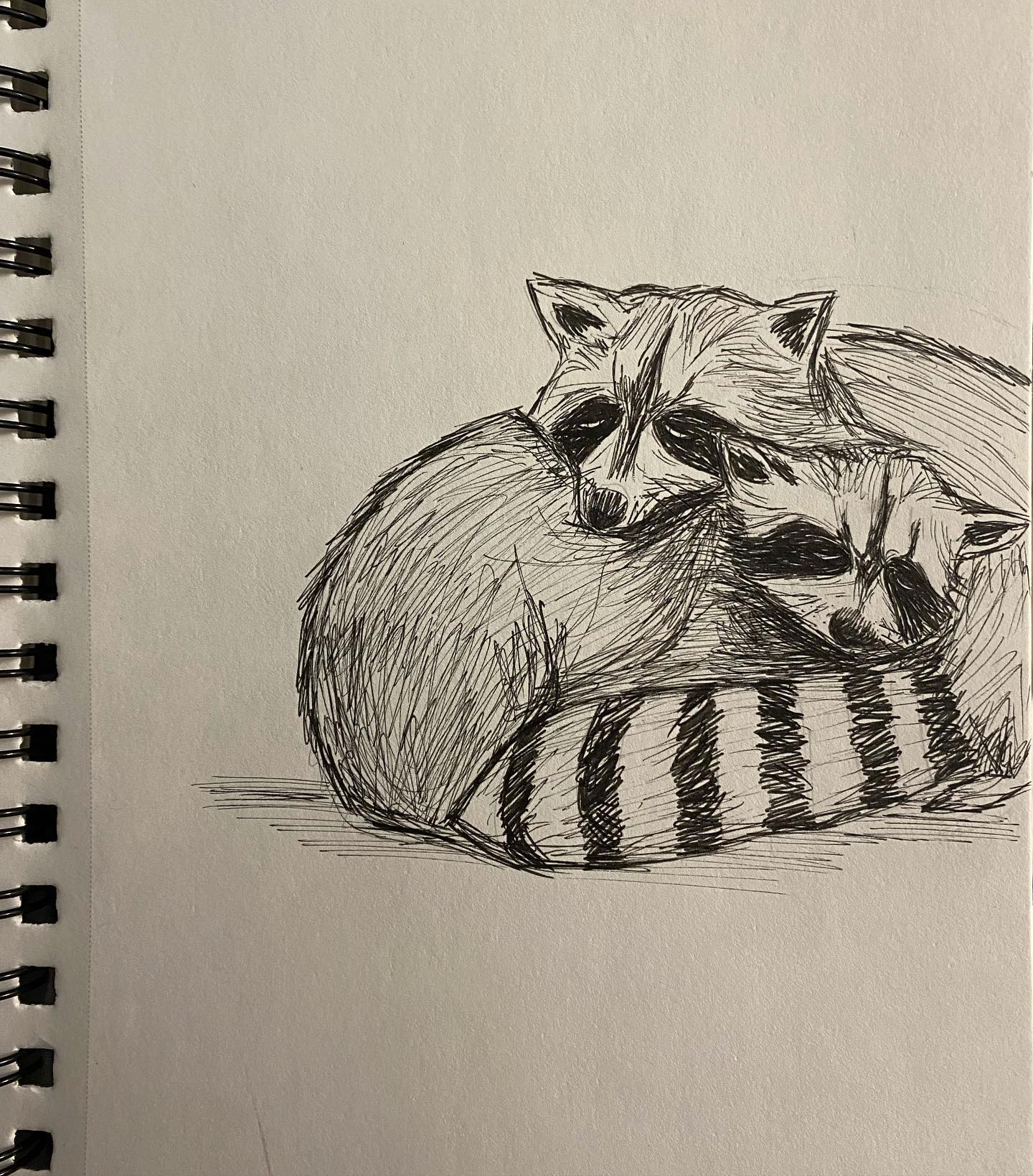 Cuddly raccoons, a winter special