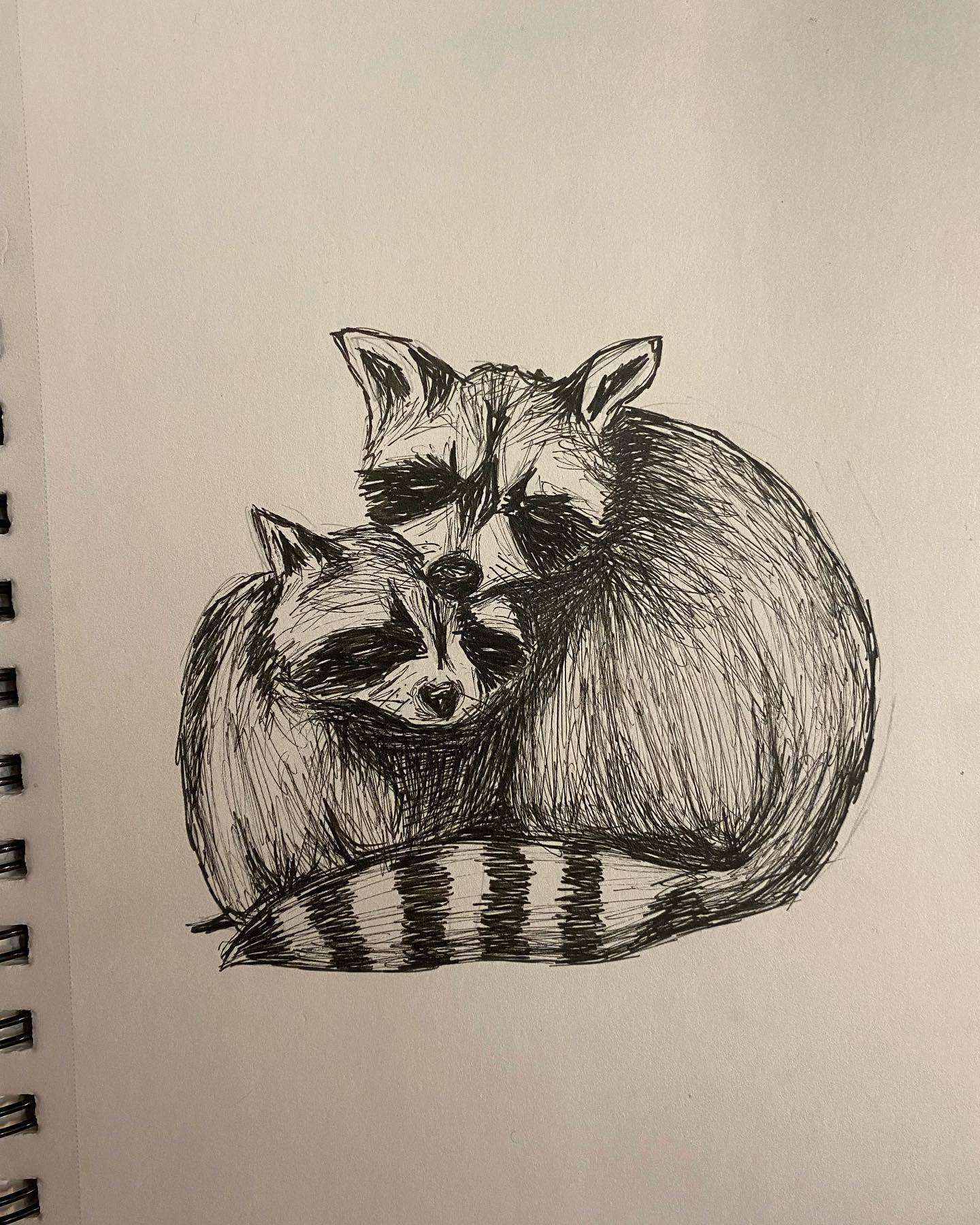 Cuddly raccoons, a winter special