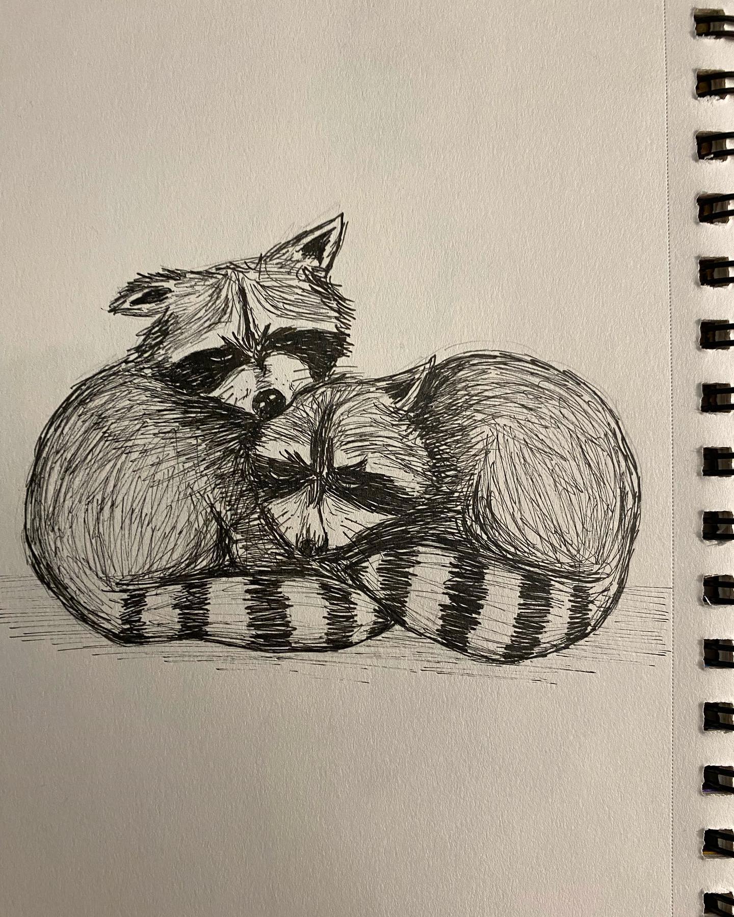 Cuddly raccoons, a winter special