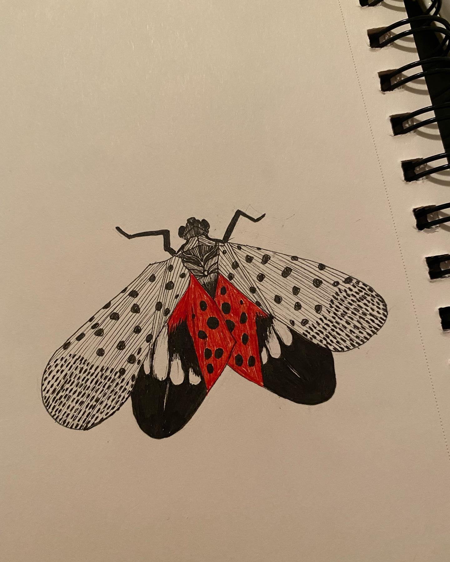 First time seeing a lanterfly, shortly after moving to NYC