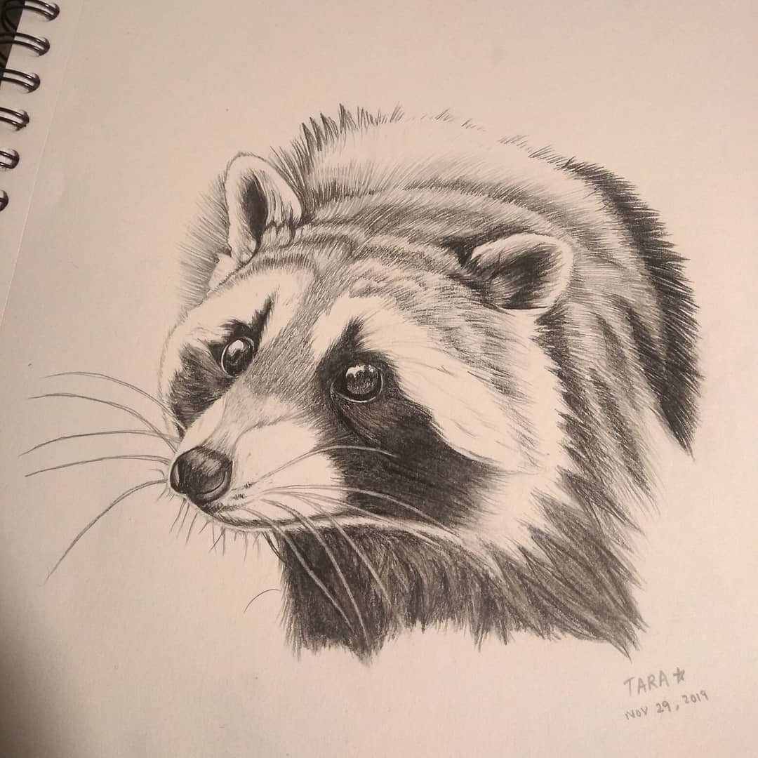 This was actually my very first drawing of a raccoon! I first saw them when I moved to Illinois in 2019